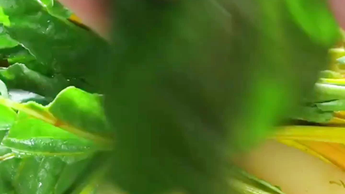 leaf meets stem and pull, tearing the leaf from the rib until it is soft enough to break.