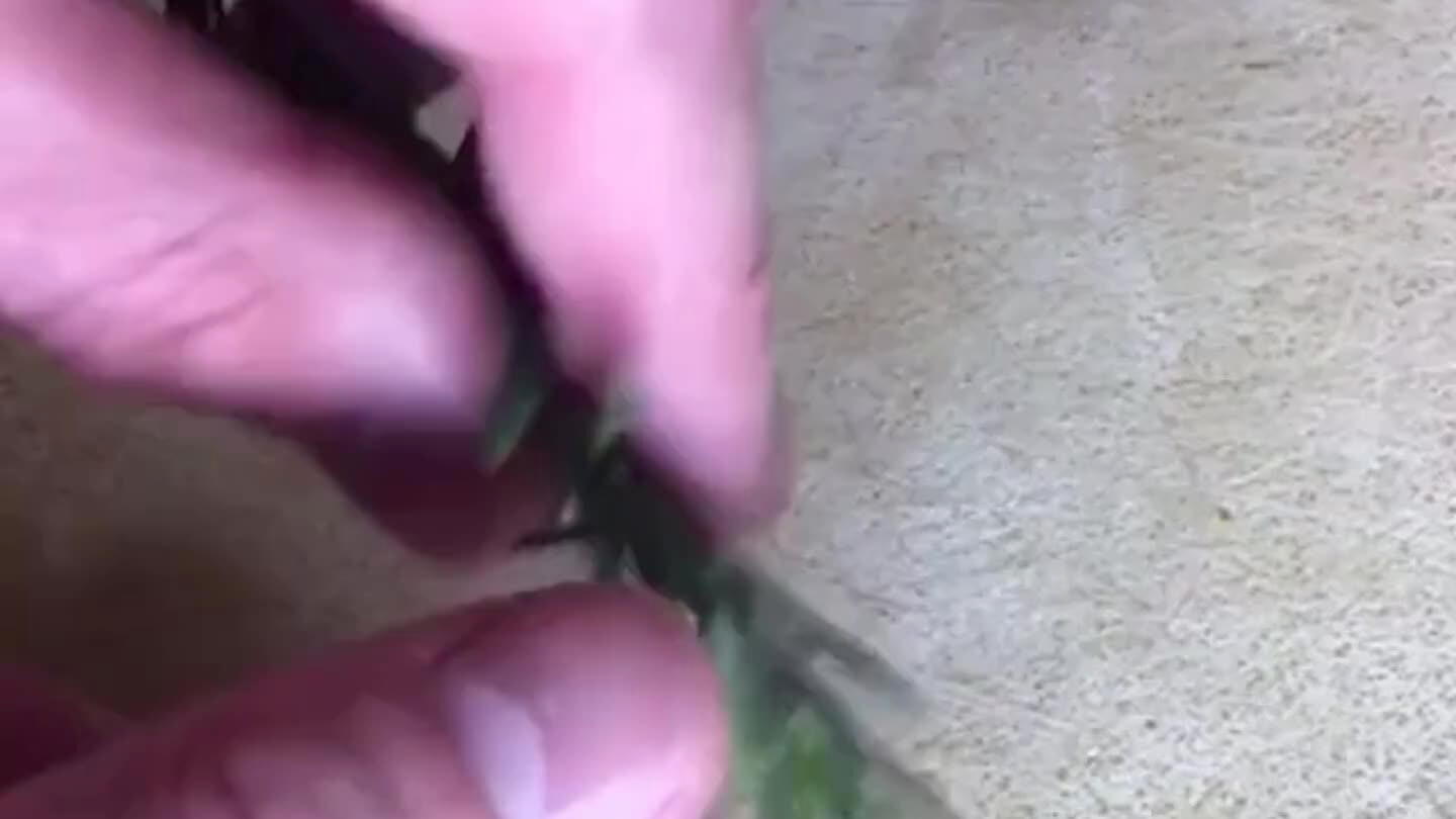 from the stem. Give it a fine chop