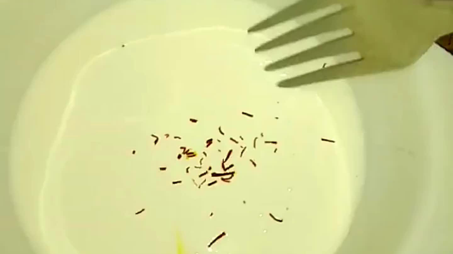 Smetanu mírně ohřejeme se šafránem a přelijeme přes rybu.