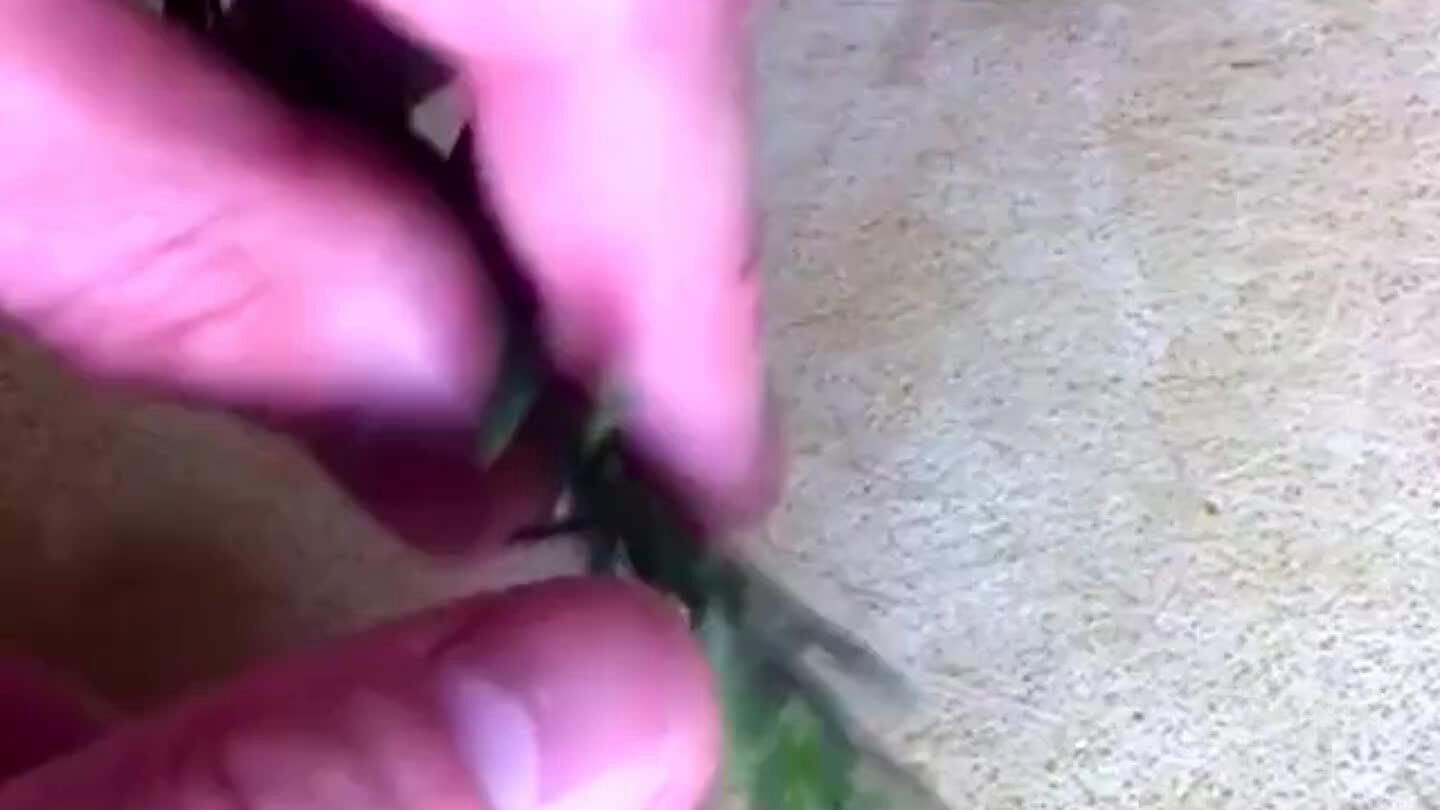 Uchop stonku medzi palec a ukazovák a potiahnutím odtrhni lístky zo stonky. Jemne ich nasekaj.