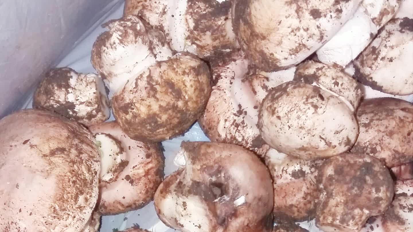 se , ma perché sono curiose e arrivano da noi con il rischio di pestare i prataioli 😁...